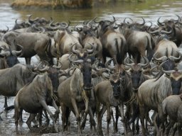 Western_Corridor_(Kirawira)2003-056